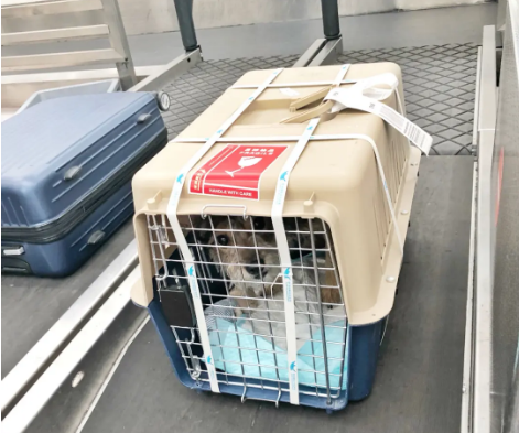 张掖宠物托运 宠物托运公司 机场宠物托运 宠物空运